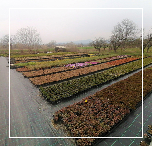 rasadnik_horti_dizajn_3